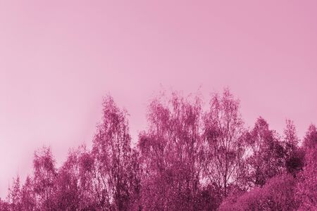 Crowns of trees against the sky on a spring day. Natural background pink color toned with copy spaceの写真素材
