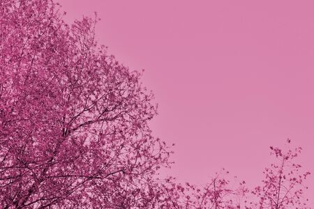Crowns of trees against the sky on a spring day. Natural background pink color toned with copy spaceの写真素材