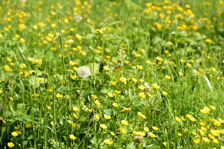 Bright yellow flowers of buttercups in a forest glade on a sunny day. Natural summer backgroundの写真素材