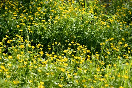 Bright yellow flowers of buttercups in a forest glade on a sunny day. Natural summer backgroundの写真素材