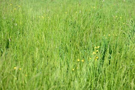 Dense green grass in the meadow on a sunny day. Natural summer backgroundの写真素材
