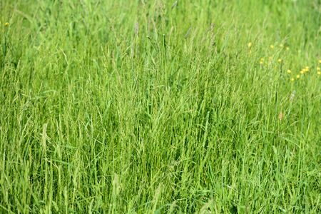 Dense green grass in the meadow on a sunny day. Natural summer backgroundの写真素材
