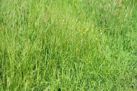 Dense green grass in the meadow on a sunny day. Natural summer backgroundの写真素材