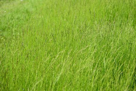 Dense green grass in the meadow on a sunny day. Natural summer backgroundの写真素材