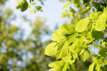 Hazelnut leaves lit by the sun on a summer morning. Walk in the woods. Natural backgroundの写真素材