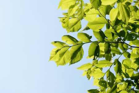 Hazelnut leaves lit by the sun on a summer morning. Walk in the woods. Natural backgroundの写真素材
