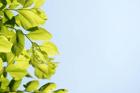 Hazelnut leaves lit by the sun on a summer morning. Walk in the woods. Natural backgroundの写真素材