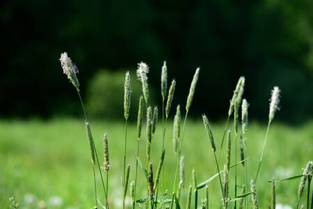 Close-up green grass in a forest glade on a sunny summer day. Natural backgroundの写真素材