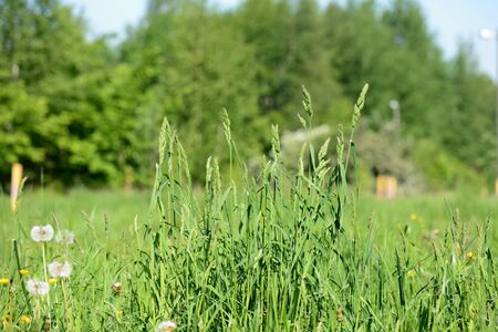 Close-up green grass in a forest glade on a sunny summer day. Natural backgroundの写真素材