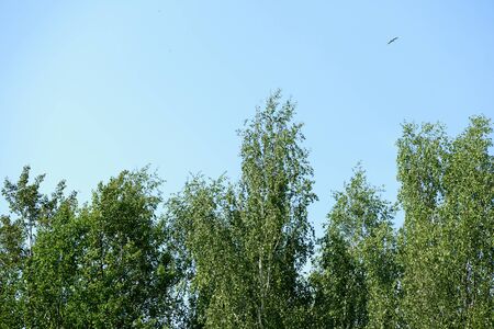 The tops of the trees against the blue sky on a sunny day. Natural summer backgroundの写真素材