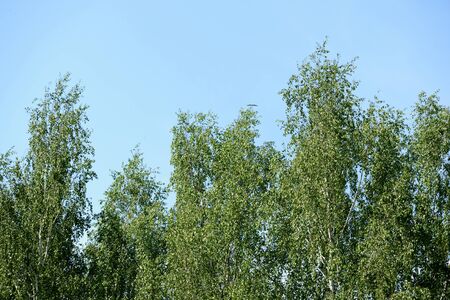 The tops of the trees against the blue sky on a sunny day. Natural summer backgroundの写真素材
