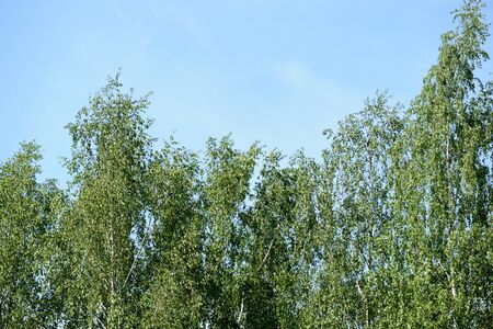 The tops of the trees against the blue sky on a sunny day. Natural summer backgroundの写真素材