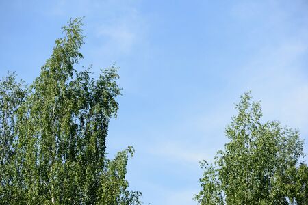 The tops of the trees against the blue sky on a sunny day. Natural summer backgroundの写真素材