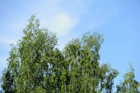 The tops of the trees against the blue sky on a sunny day. Natural summer backgroundの写真素材