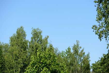 The tops of the trees against the blue sky on a sunny day. Natural summer backgroundの写真素材