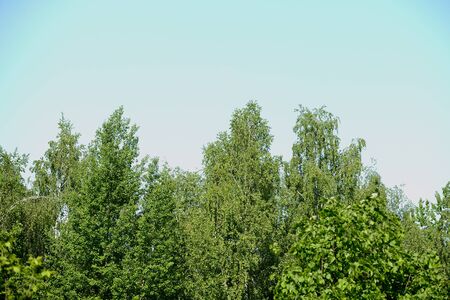 The tops of the trees against the blue sky on a sunny day. Natural summer backgroundの写真素材