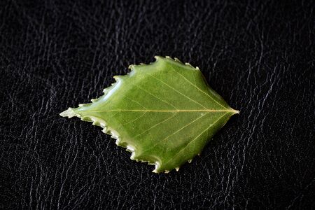 Birch leaf filled with epoxy resin on a dark background closeup. The basis for a pendant or earrings. Handmade jewelry in the manufacturing process. Top viewの写真素材