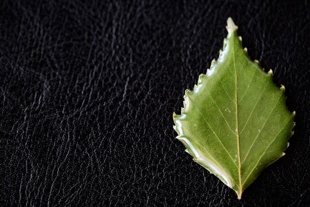 Birch leaf filled with epoxy resin on a dark background closeup. The basis for a pendant or earrings. Handmade jewelry in the manufacturing process. Top viewの写真素材