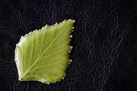 Birch leaf filled with epoxy resin on a dark background closeup. The basis for a pendant or earrings. Handmade jewelry in the manufacturing process. Top viewの写真素材