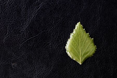 Birch leaf filled with epoxy resin on a dark background closeup. The basis for a pendant or earrings. Handmade jewelry in the manufacturing process. Top viewの写真素材