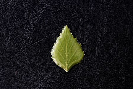 Birch leaf filled with epoxy resin on a dark background closeup. The basis for a pendant or earrings. Handmade jewelry in the manufacturing process. Top viewの写真素材