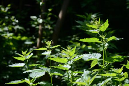 Green nettle leaves in the summer forest on a sunny day. Medicinal plant in the natural environmentの写真素材