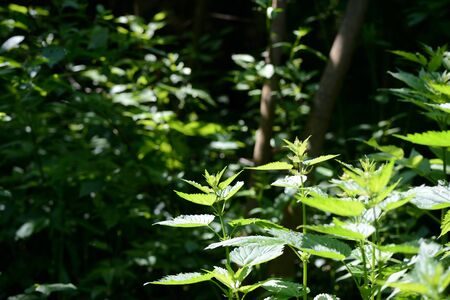Green nettle leaves in the summer forest on a sunny day. Medicinal plant in the natural environmentの写真素材
