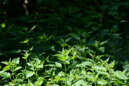 Green nettle leaves in the summer forest on a sunny day. Medicinal plant in the natural environmentの写真素材