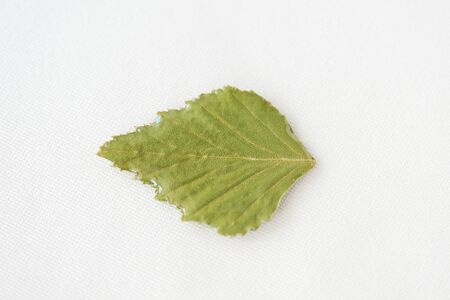 Birch leaf filled with epoxy resin on a white textile background close-up. The basis for a pendant or earrings. Handmade jewelry in the manufacturing process. Top view, copy spaceの写真素材