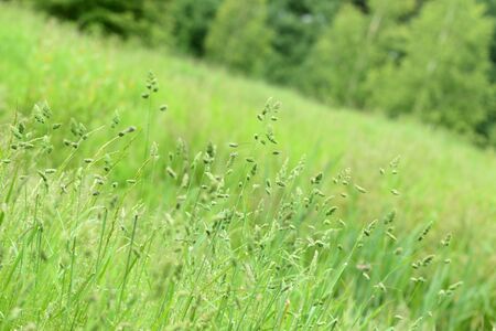 Green grass in a summer meadow closeup. Natural backgroundの写真素材