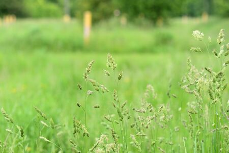 Green grass in a summer meadow closeup. Natural background