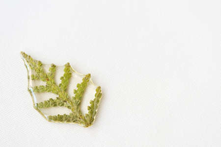 Thuja tree leaf filled with epoxy resin on a white textile background close-up. The basis for a pendant or earrings. Handmade jewelry in the manufacturing process. Top view, copy spaceの写真素材
