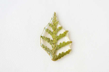Thuja tree leaf filled with epoxy resin on a white textile background close-up. The basis for a...