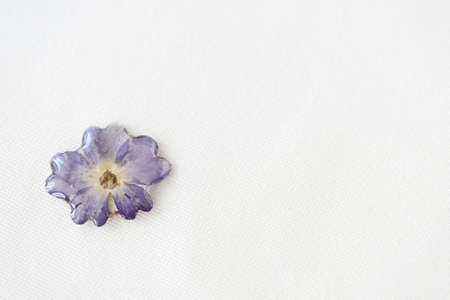 Blue flower filled with epoxy resin on a white textile background, top view. The basis for a pendant or earrings. Handmade jewelry in the manufacturing process. Copy spaceの写真素材