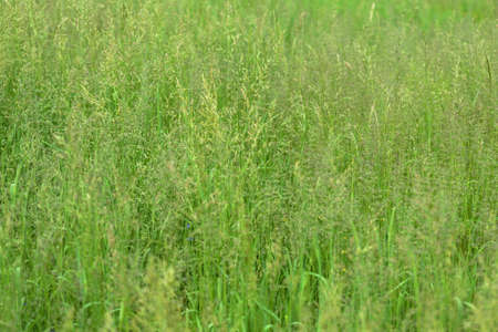 Bright green grass in a summer meadow closeup. Natural backgroundの写真素材