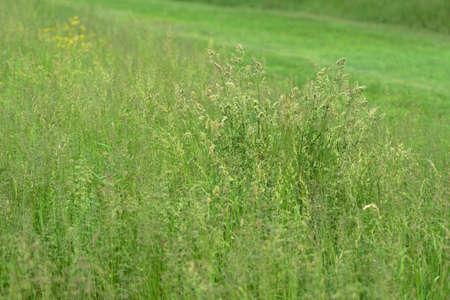 Bright green grass in a summer meadow closeup. Natural backgroundの写真素材