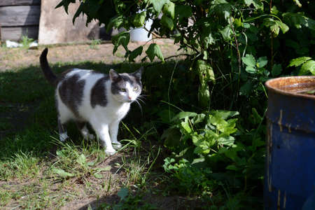 Cute cat white and gray colors walks in the old garden in summer dayの写真素材