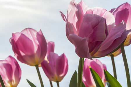 purple tulips flowers at a parisian gardenの写真素材
