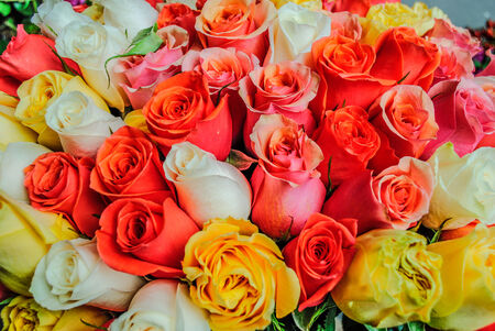 Purple, pink, yellow roses in a gardenの写真素材