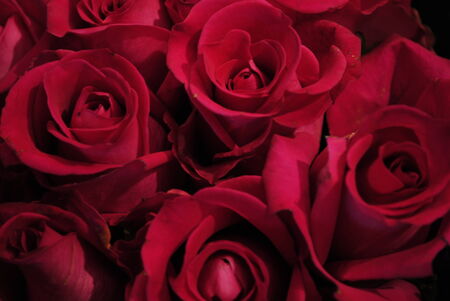 Bouquet of beautiful red roses on black backgroundの写真素材