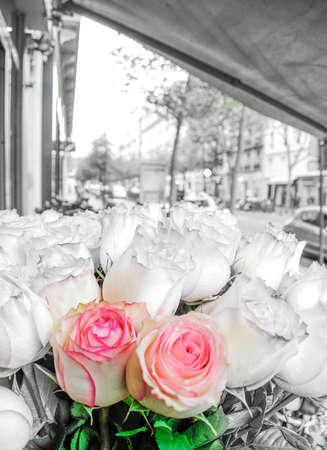 Romantic pink roses with black and white background as a gift cardの写真素材