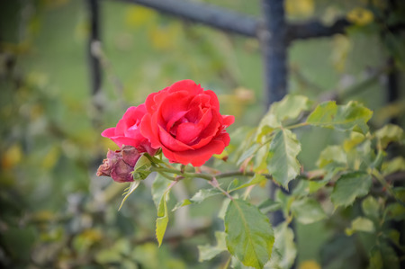 Beautiful rose on spring green natural backgroundの写真素材