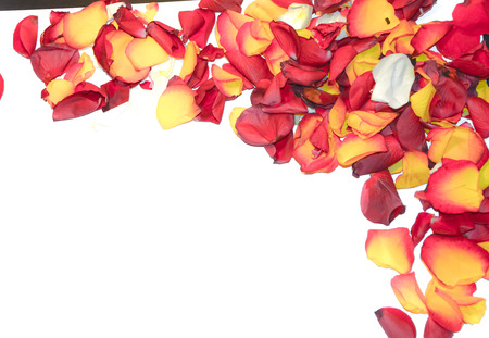 Roses flower frame as romantic card on white backgroundの写真素材