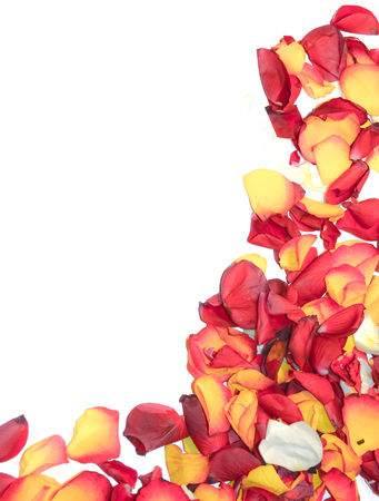 Roses flower frame as romantic card on white backgroundの写真素材
