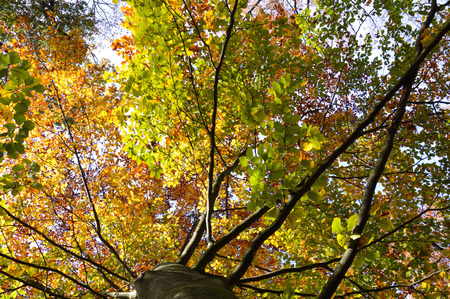 Yellow and green leaves falling from tree in autumn at blue sky with sunの写真素材