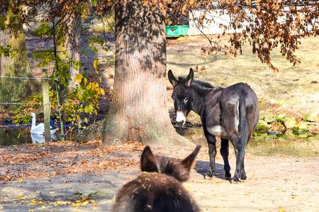 Donkey in the zooの写真素材