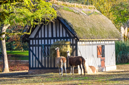donkey in the farmの写真素材