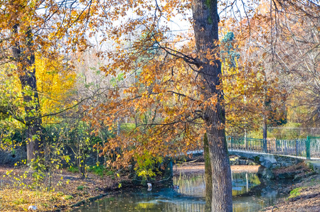 Bridge in the forest during autumnの写真素材