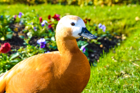 Duck in the gardenの写真素材