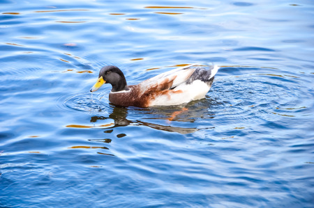 Duck in the lakeの写真素材